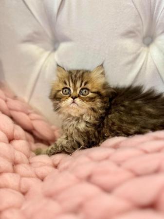 Image 8 of **Stunning 5 generation pedigree Persian kittens**