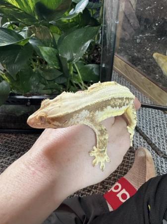 Image 8 of Adult female Lilly white crestie and enclosure