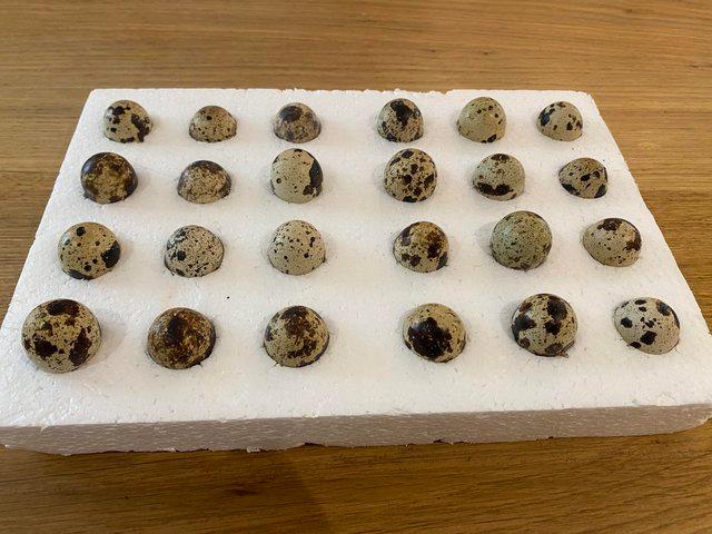 Preview of the first image of Jumbo Quail Hatching Eggs Now - UK Delivery - In Stock Now.