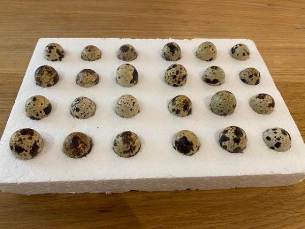 Image 1 of Jumbo Quail Hatching Eggs Now - UK Delivery - In Stock Now