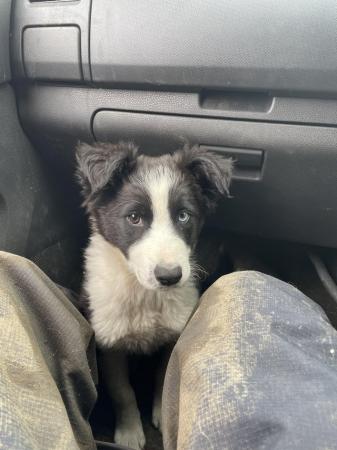 Image 4 of 11 month old border collie called Skye