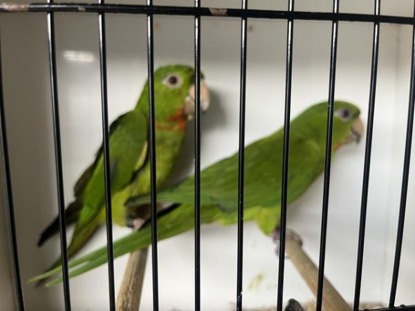 Image 4 of 2 pairs Red throated conures