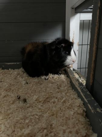 Image 1 of 7 mths old 2x male Guinea pigs