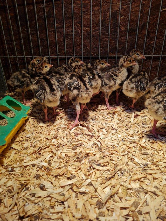 Preview of the first image of Turkey poults hatching this weekend!.