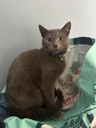 Image 1 of 1 year old grey cat for rehoming