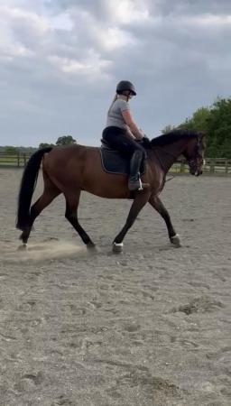 Image 3 of 16.2HH ISH Gelding for Share in Northaw, Herts