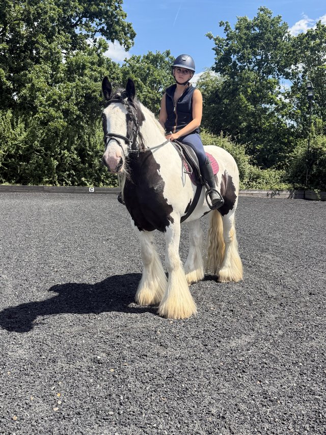 15.2h bombproof ride and drive cob gelding — Pets & Animals in Basildon