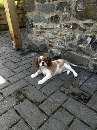 Image 8 of Cavalier King Charles spanielsReady Now !!!