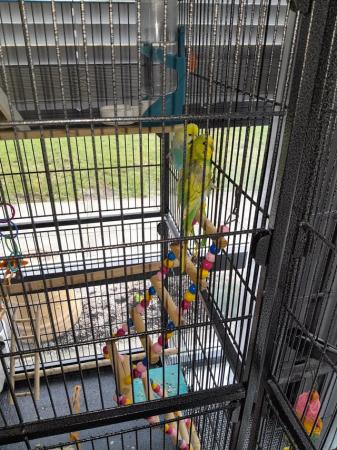 Image 3 of 2 young budgies complete set up .