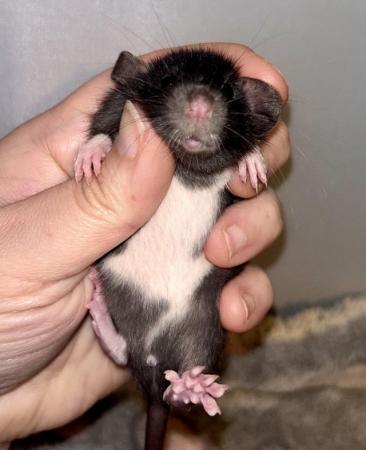 Image 2 of Baby Dumbo Rats both genders available
