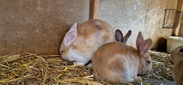 Image 4 of Lop cross giant continental rabbits
