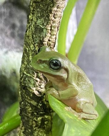 Image 5 of Frogs Available at Riverview Reptiles