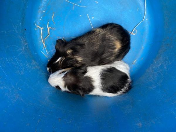 Image 2 of Male Guinea Pigs for Sale