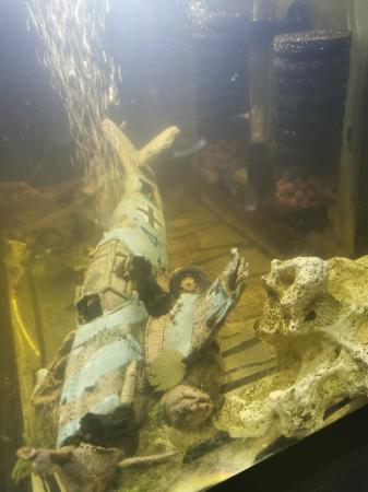 Image 4 of Bristlenose Pleco Fry all above 1+cm
