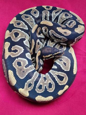Image 5 of Female phantom royal python....