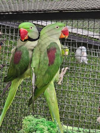 Image 5 of Young Stunning Alexanderine parrots available