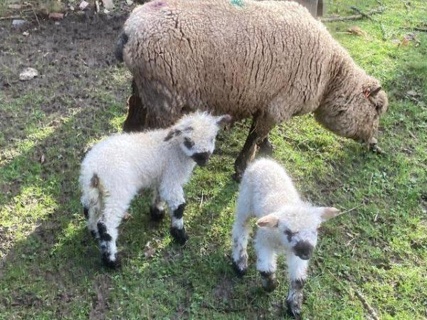 Image 3 of Swiss Valais X Lambs - Friendly, Perfect Pets £150each