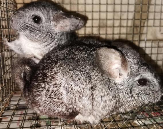 Image 1 of Various Adult chinchillas for sale from £40