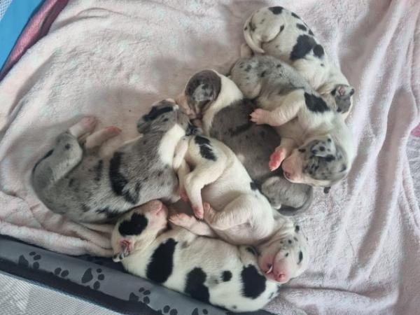 Image 2 of Beautiful Great dane puppies