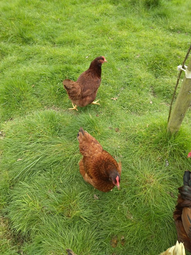 Preview of the first image of 6 chickens one year old for sale.