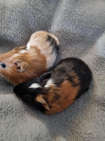 Image 3 of Baby girl guinea pigs ready 1st march