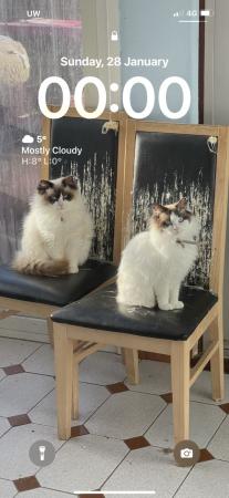 Image 9 of Bicolour Ragdoll kittens both presents can be seen with the