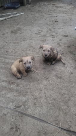Image 2 of Glen of imaal terrier puppies
