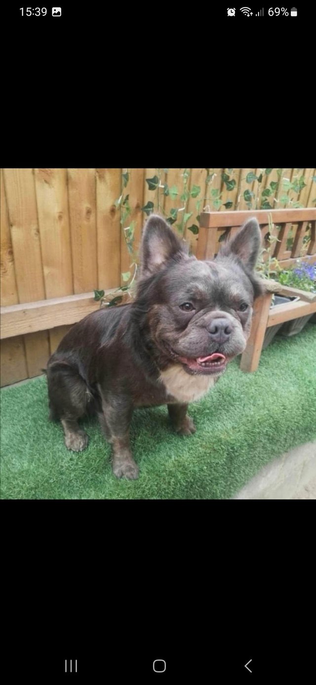 Preview of the first image of *REHOME asap**Beautiful fluffy frenchie boy.
