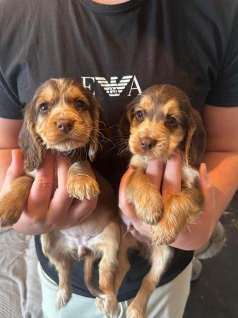 Image 12 of Chocolate and gold cocker spaniel puppies