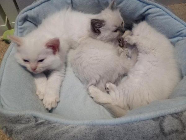 Image 6 of SOLD Pedigree Ragdoll kittens for sale £650 each