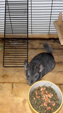 Image 5 of Female chinchillas ready for new home