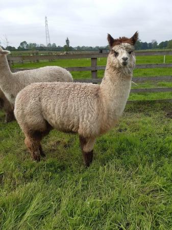 Image 2 of 2 year old rose grey female Alpaca for sale