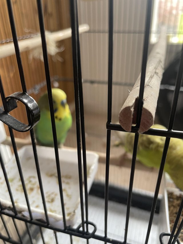 Preview of the first image of Budgies with cage bonded pair.