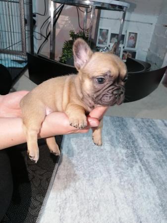 Image 12 of French bulldog puppies ready in 3 weeks