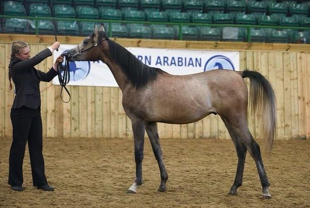 Preview of the first image of 2 year old Arab gelding to make 15.2hh.