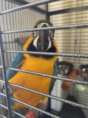 Image 2 of RESERVED Male Tame And Talking Blue And Gold Macaw
