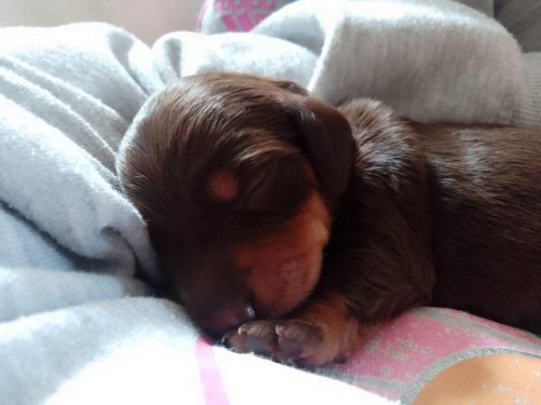 Image 6 of Reduced ! Quality miniature dachshund puppies