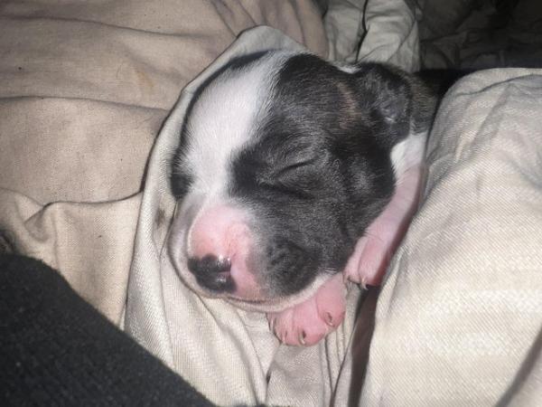 Image 14 of Beautiful Staffordshire Bull Terrier puppies
