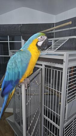 Image 4 of Rainforest Santos Play Gym Top Parrot Cage