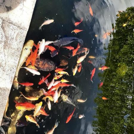 Image 1 of Koi and goldfish for sale