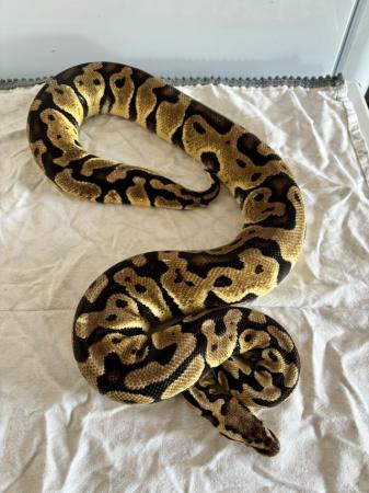 Image 14 of Various royal pythons for sale
