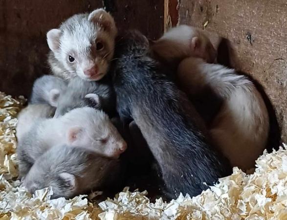 Image 11 of *Baby Ferrets For Sale,Ready now,Hobs and Jill's available*