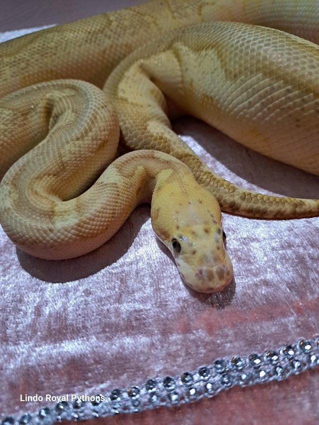 Preview of the first image of REDUCED PRICE 2021 FEMALE PASTEL LESSER CLOWN ROYAL PYTHON.