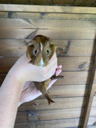 Image 11 of Male Guinea Pigs Ready To Leave