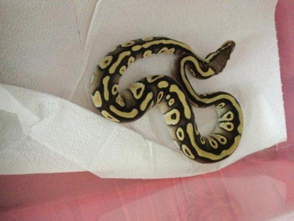 Image 3 of Pastel Mojave het ghost baby python