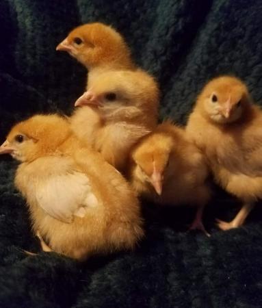 Image 3 of Day old - 5 week old female goldline chicks