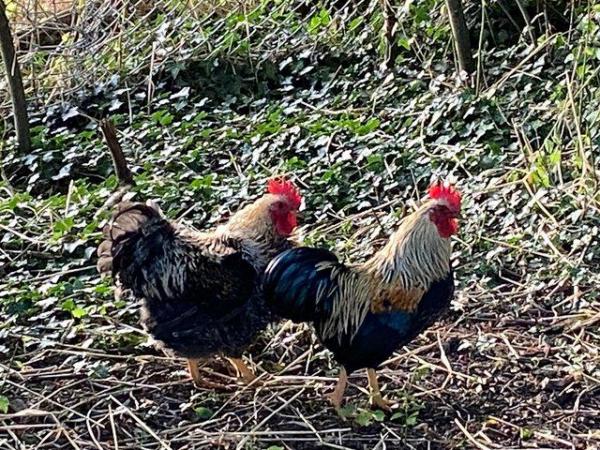 Image 1 of Genuine Frizzle Bantams for sale