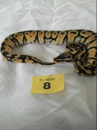 Image 1 of Pastel Mojave het ghost baby ball python
