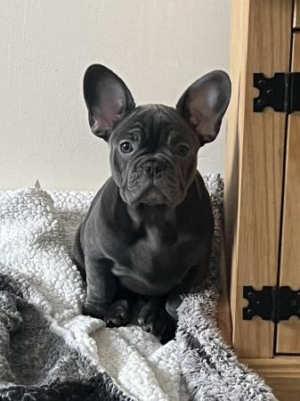 Image 4 of French bulldogs needing new home