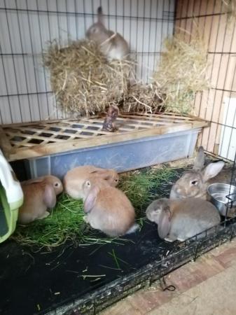 Image 8 of CUTE REX RABBITS ARE LOOKING FOR A LOVELY HOME